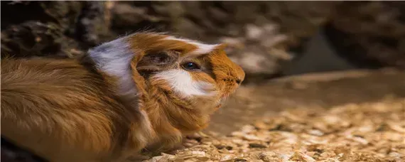 荷兰猪可以吃什么