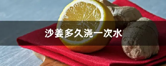 沙姜多久浇一次水