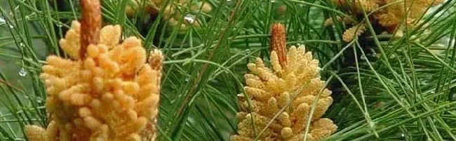松花粉哪里的产地最好？