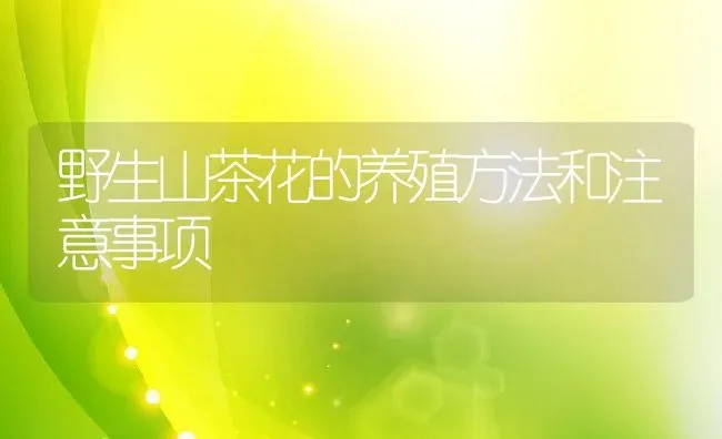 野生山茶花的养殖方法和注意事项 | 养殖资料投稿