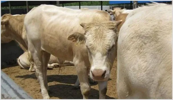 改良肉牛多少钱一头？决定养殖改良肉牛是否赚钱因素分析 | 热门养殖项目
