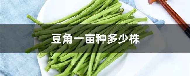 豆角一亩种多少株