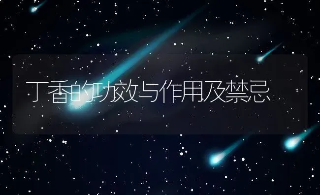 丁香的功效与作用及禁忌 | 养殖资料投稿