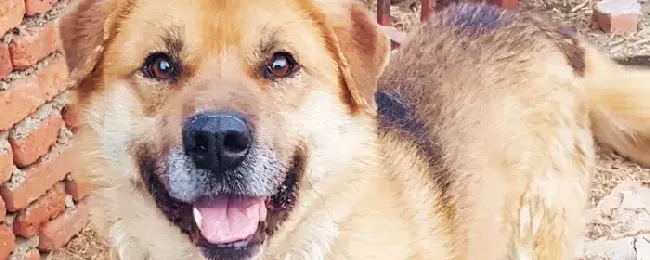 土狗养殖要几个月才出栏