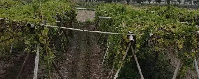 油菜什么时候种最合适