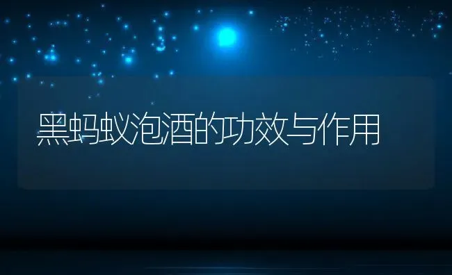 黑蚂蚁泡酒的功效与作用 | 养殖资料投稿