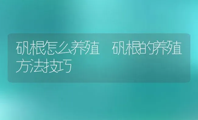 矾根怎么养殖 矾根的养殖方法技巧 | 养殖资料投稿