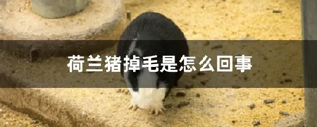 荷兰猪掉毛是怎么回事