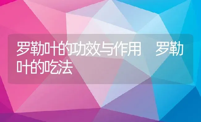 罗勒叶的功效与作用 罗勒叶的吃法 | 养殖资料投稿