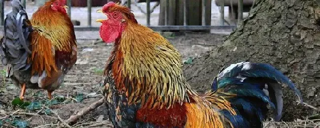 怎么才能让公鸡不打鸣?公鸡打鸣是因为什么