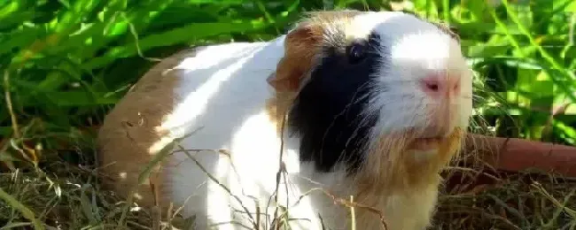 荷兰猪突然死亡的原因荷兰猪怀孕多久生