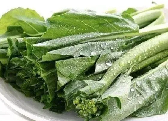 蔬菜|芥兰是什么菜