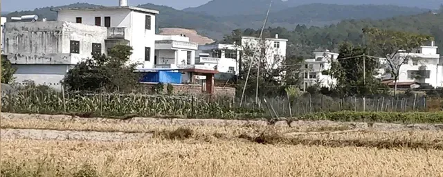 欧石竹的繁殖方法