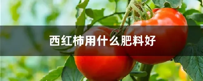 西红柿用什么肥料好