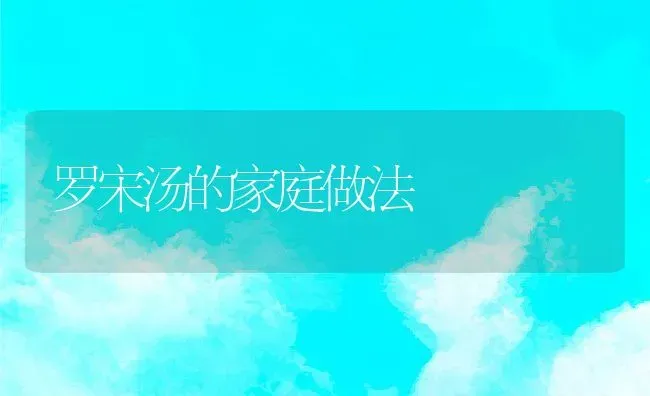 罗宋汤的家庭做法 | 养殖资料投稿