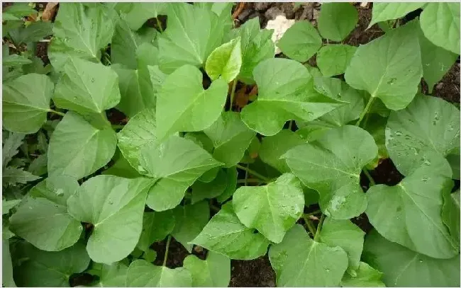 农村种植致富项目推荐 | 养殖赚钱项目