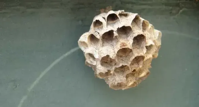 露蜂房壮阳是真的吗？