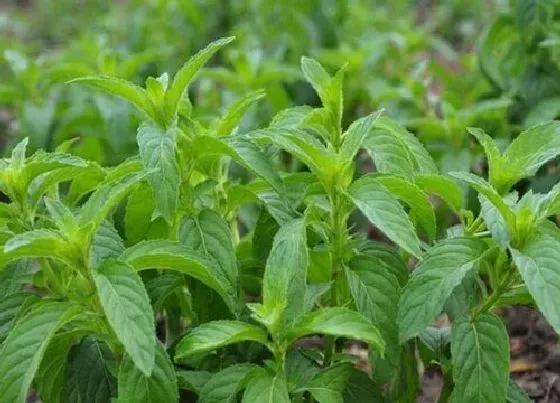 种植前景|种植香草赚钱吗 种植每亩的成本与利润