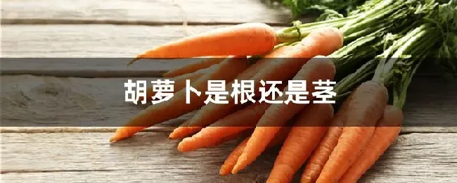 胡萝卜是根还是茎