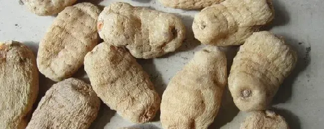 有多少种药材可以种植
