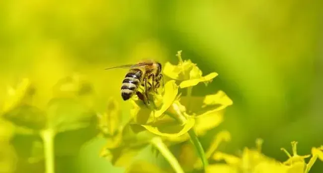 被蜜蜂蛰了怎么消肿止痒？