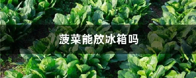 菠菜能放冰箱吗