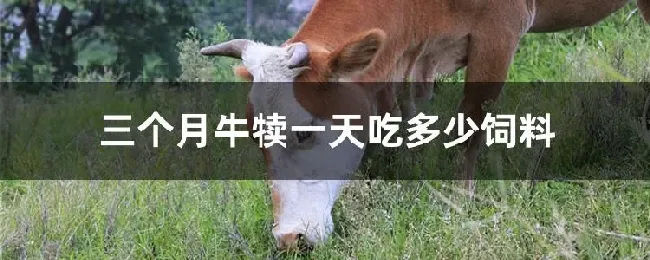 三个月牛犊一天吃多少饲料