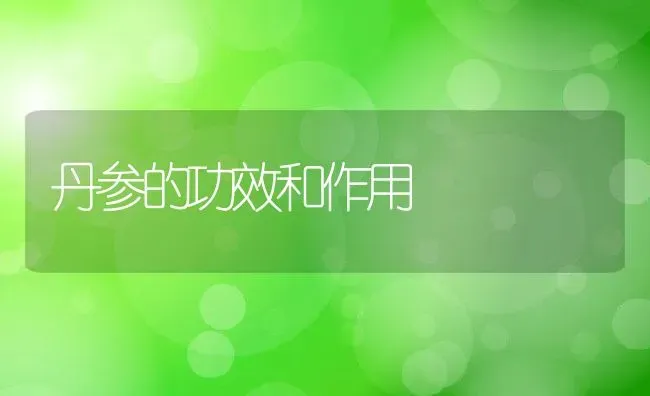 丹参的功效和作用 | 养殖资料投稿
