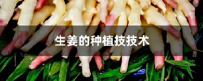 生姜的种植技技术