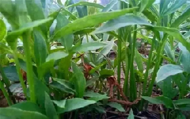 种植前景|一亩地种什么挣10万（盘点适合种植的4种赚钱农作物）