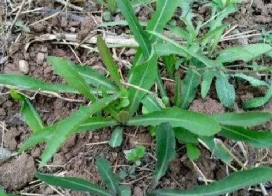 种植前景|曲麻菜亩产量多少斤 种植亩产量及利润