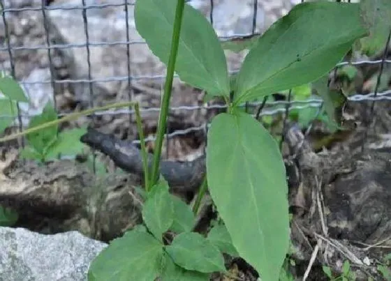 种植前景|一亩地种什么挣10万（盘点适合种植的4种赚钱农作物）