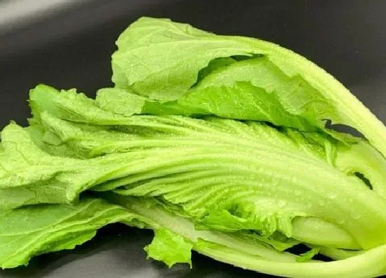 蔬菜|荠菜和芥菜是一种菜吗