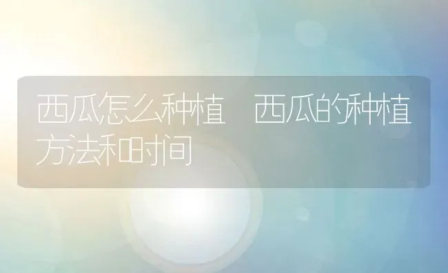 西瓜怎么种植 西瓜的种植方法和时间 | 养殖资料投稿