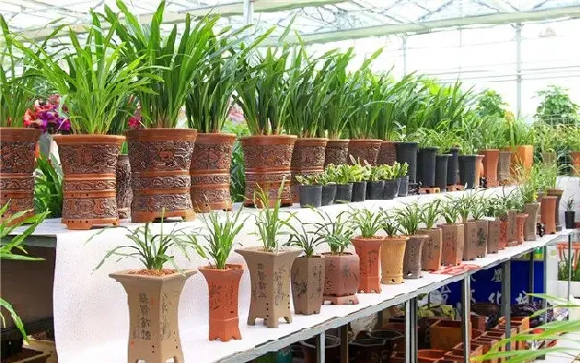 种植前景|一亩地种什么挣10万（盘点适合种植的4种赚钱农作物）