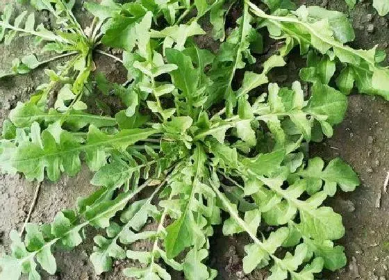 蔬菜|荠菜和芥菜是一种菜吗
