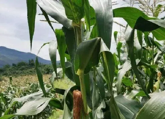 种植前景|玉米种植条件 种植区域及气候要求