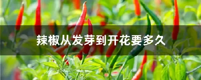 辣椒从发芽到开花要多久