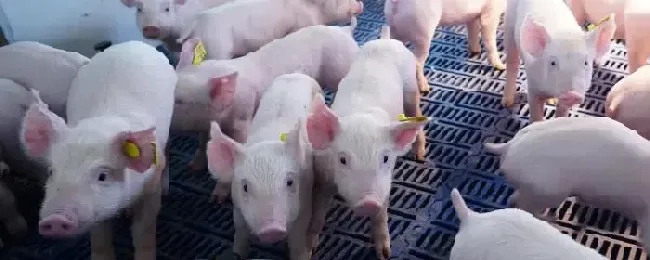 养猪周期猪的生活习性