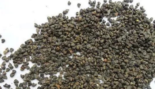 冬葵子的功效与作用有哪些