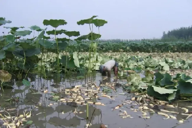 种植前景|一亩田莲藕利润有多少钱（莲藕种植成本与效益分析）