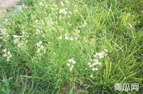 大飞蓬和小飞蓬的区别 飞蓬草的功效与作用