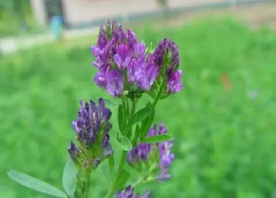 种植前景|羊吃什么牧草最好不容易生病 喂养种什么草收割时间短