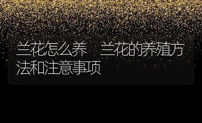 兰花怎么养 兰花的养殖方法和注意事项 | 养殖资料投稿