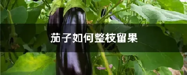 茄子如何整枝留果