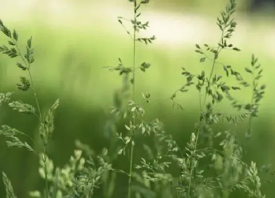 种植前景|种植香草赚钱吗 种植每亩的成本与利润
