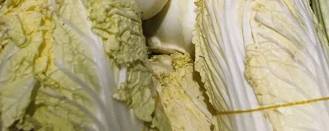 紫色大白菜是什么品种
