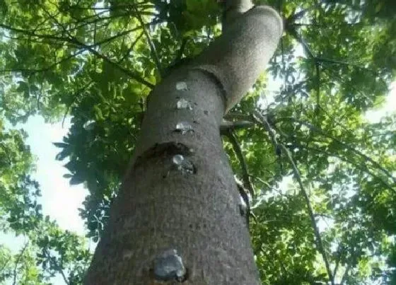 种植前景|雪燕树种植条件 生长在什么地方