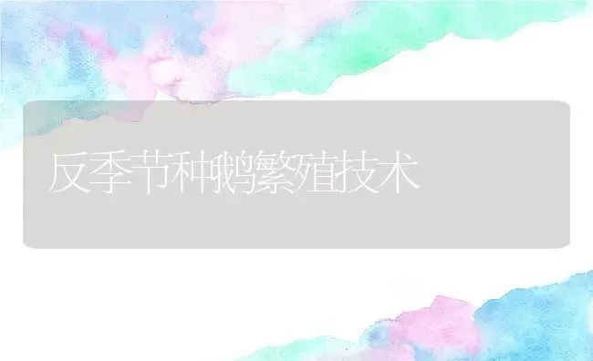 反季节种鹅繁殖技术 | 养殖资讯