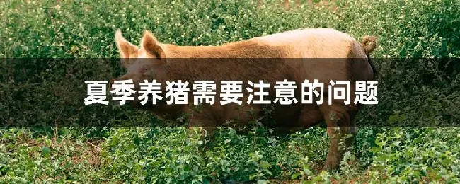 夏季养猪需要注意的问题